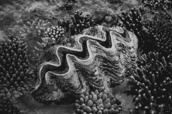 A giant clam, one of the inhabitants of the Great Barrier Reef.