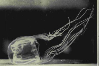 A species of deadly box jellyfish, seen in a file picture.