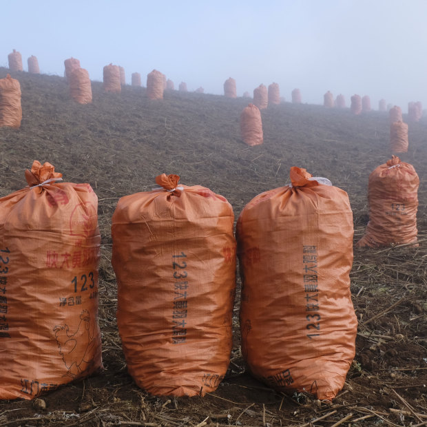 Bags of Jerusalem artichokes ready to be transported in the fields near Zhuanshanbao village, Yunnan. 