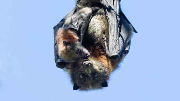 Thousands of heat-stressed flying foxes were sprayed with water by Parks Victoria staff and volunteers at Yarra Bend Park to keep them cool in the scorching heat.