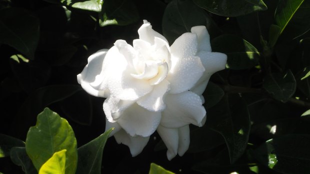  Gardenia florida has been flowering since last spring, and low-growing echinaceas are waving white flower heads.