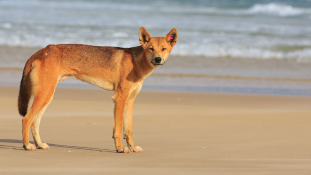 A five-year old boy was bitten by a dingo on K’gari.