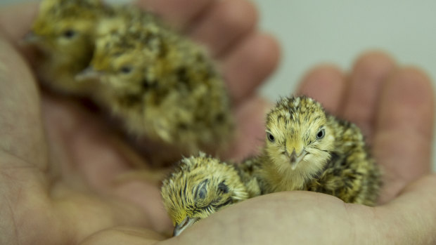 The captive population of the critically endangered plains-wanderer almost doubled overnight in March with the hatching of nine eggs.