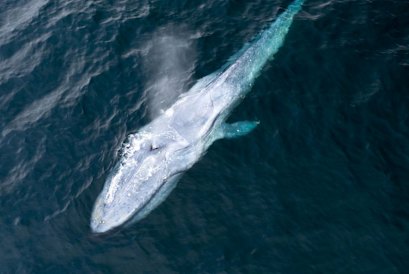 The largest animals on earth, blue whales, were detected in the waters off Australia.