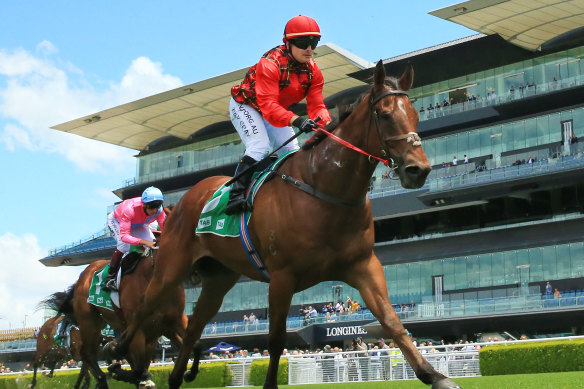 Remlaps Gem returns home as a likely hot favourite in a benchmark 74 Hcp over 1000m.