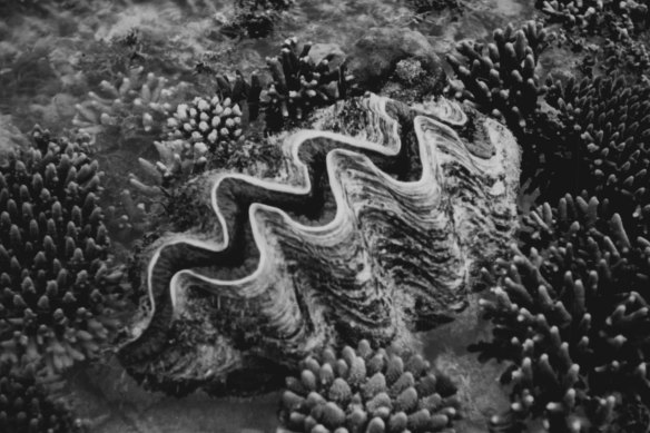 A giant clam, one of the inhabitants of the Great Barrier Reef.