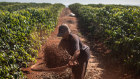 A 2022 study of tropical cash crops that included arabica, as well as avocado and cashew, found that the bean was most vulnerable to climate change, with regions suitable for its production shrinking globally primarily due to increased heat.