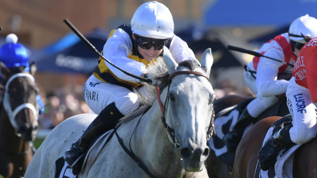 Happy horse: Grey Lion will look to make it back-to-back wins in the Lord Mayors Cup at Rosehill on Saturday.