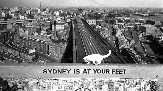 A cat takes in the view from the pylon lookout on the Sydney Harbour Bridge, 1957.
