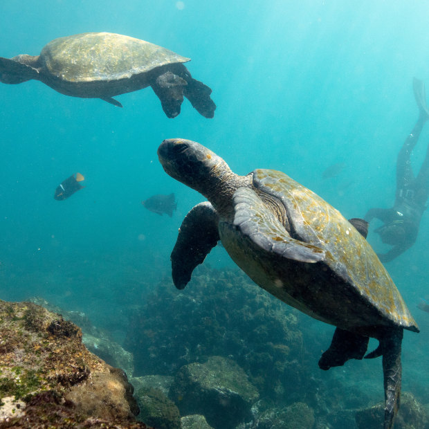 Green turtles and marine life off Isabela Island.