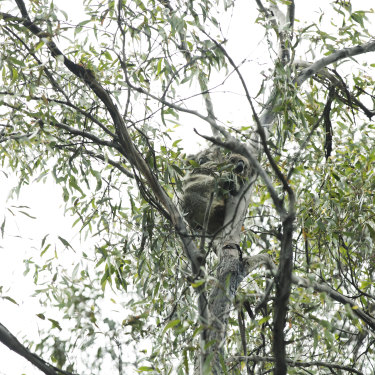 This koala, named Medusa, is being monitored by Science for Wildlife in Kanangra-Boyd National Park in the Blue Mountains in NSW. 