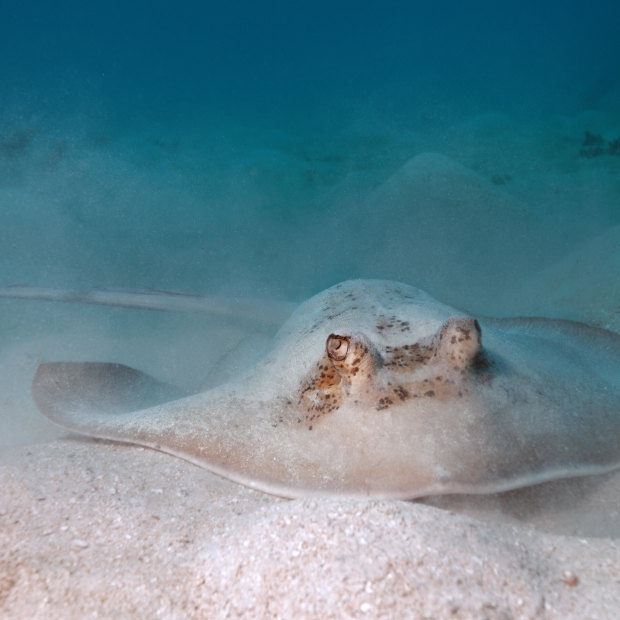 Butter wouldn't melt ... a grey stingray on the Great Barrier Reef. 