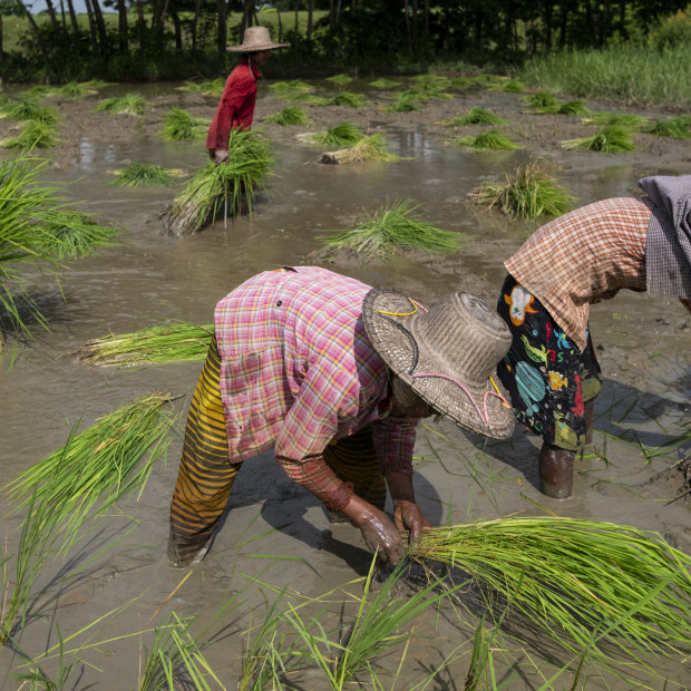 Women working in a paddy field in the Irrawaddy region of Myanmar in August.  