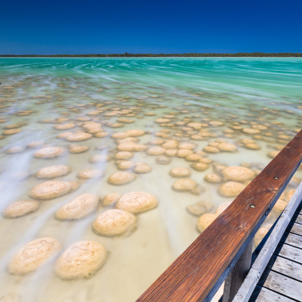 Stromatolites in Shark Bay.
