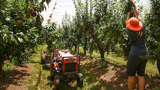 Fruit growers are urgently trying to find enough workers to pick their crops this year.
