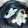 Three people bitten by snakes overnight in Queensland