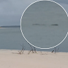 Video capturer by camper Chris Kelly on Monday of the suspected croc near Rainbow Beach. 