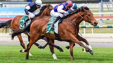 Steel Prince claims Geelong Cup in hopes of second ...