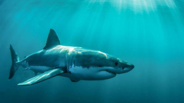 The shark was spotted about 100 metres offshore