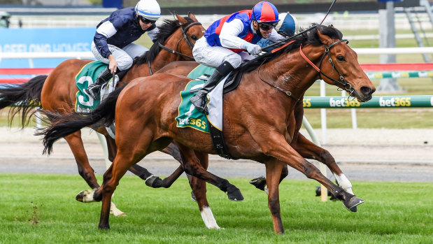 Steel Prince, ridden by Jye McNeil, wins the Geelong Cup.