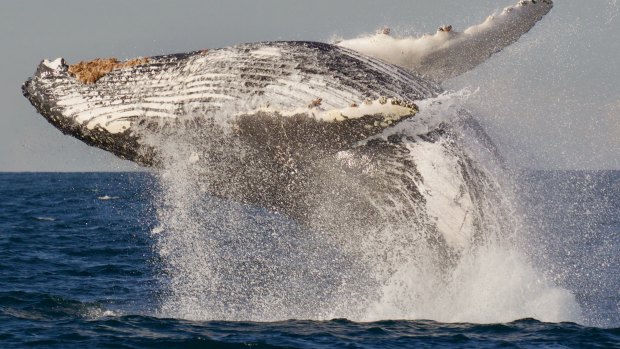 Humpback whales have recovered in numbers, with an estimated 30,000 travelling Australia's east coast in 2018.
