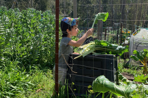 Anna Poulentzas’ grandchild Jordan Oakley gets stuck in at a community gardens plot at the Collingwood Children’s Farm.