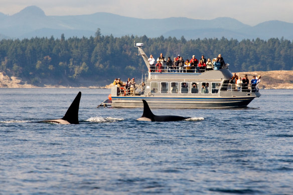Whale-watching …often comes with sea-sickness.
