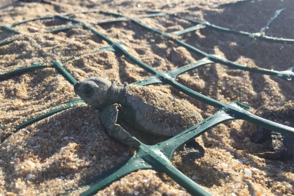 Turtles are shielded by protective netting on the beach.