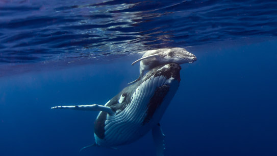 A humpback whale mother and calf in Exmouth Gulf. 
