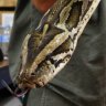 5.2-metre, 64-kilogram python captured and killed in Florida park