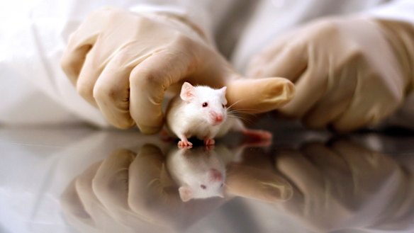 The solution was rubbed onto the stomachs, scalps and hind legs of mice to make them transparent.