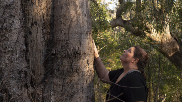 Gundungurra woman Kazan Brown with a scar tree on land that would be inundated by floodwater at Burnt Flat by the raising of the Warragamba Dam wall. 