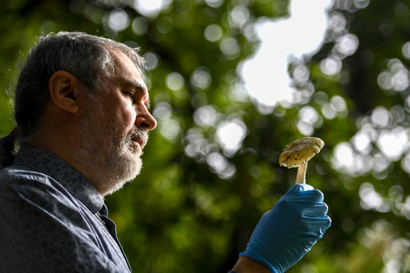 Royal Botanic Gardens principal research scientist in mycology Tom May with poisonous mushrooms.