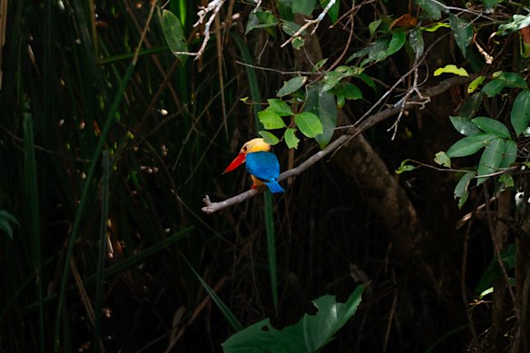A kingfisher lights up the forest.