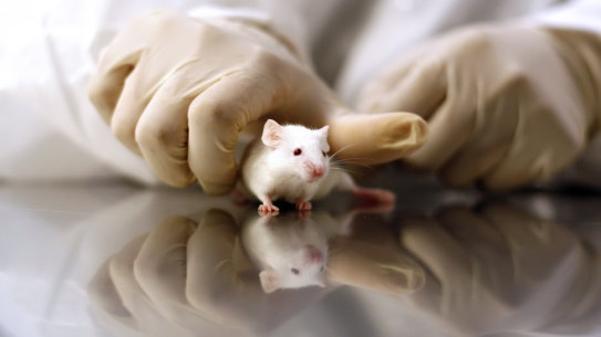 The supply of mice and rats to Australian scientists will be significantly reduced with the closure of Perth’s Animal Resources Centre. 