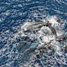 The Project CETI image shows female sperm whales holding a newborn calf above water until it can swim on its own. 