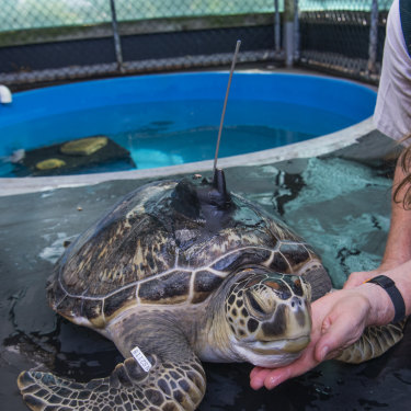 The black tracker on Squishy's shell will allow the zoo to monitor the turtle's movements after her release. 