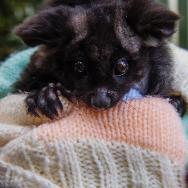 A Greater Glider, a threatened species,  peaks out of a knitted pouch. 