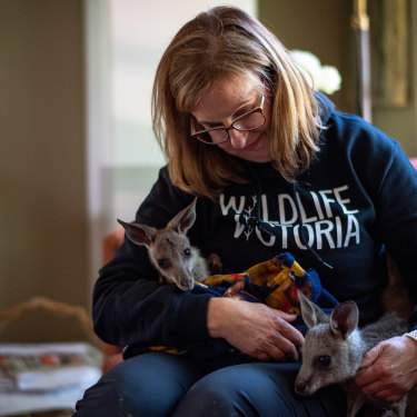 Wildlife Victoria CEO and rescuer Lisa Palma, at her home shelter with orphaned joeys Paddy and Harriet, warns even common animals like koalas and tawny frogmouths are disappearing.