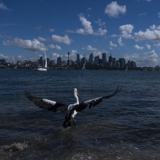 A pelican, who spent the last three-weeks recovering from botulism, flies off after being released. 