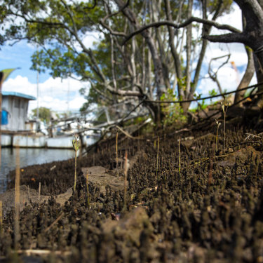 Most of the mangroves have made way for heavy industry on Gibson Island. 