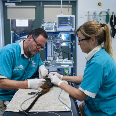 Dr Vogelnest and the veterinarian team conduct their annual check-ups on the Zoo's tamarins. 