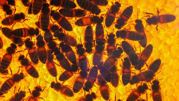 Bega is seen as a potential rival bidder to a $200 million private equity proposal to take the ASX-listed Capilano private.