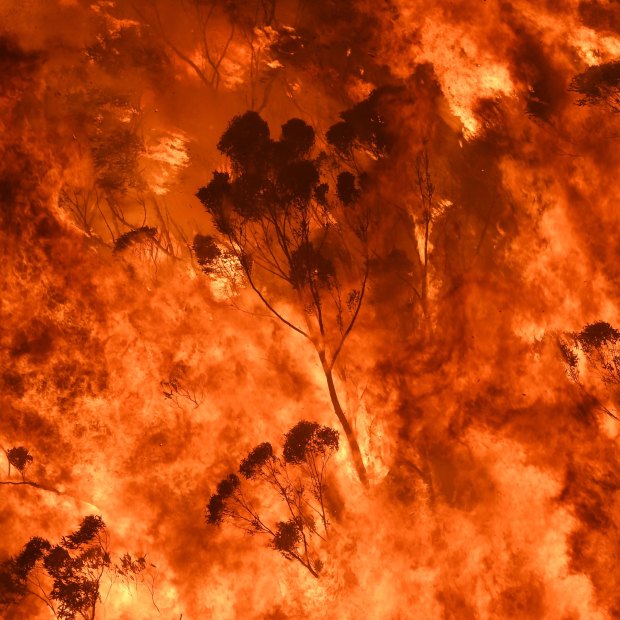 Flames crown into the treetops during a ferocious fire season.