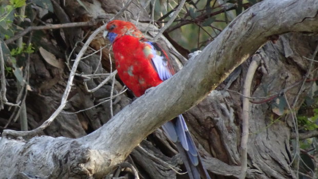 A crimson rosella with beak and feather disease. The disease is also affecting at least one breeding gang-gang cockatoo in Canberra.