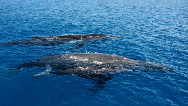 Humpback whales which can be seen in Moreton Bay during whale season.