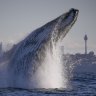 A humpback whale breaches off the coast of Sydney last week.