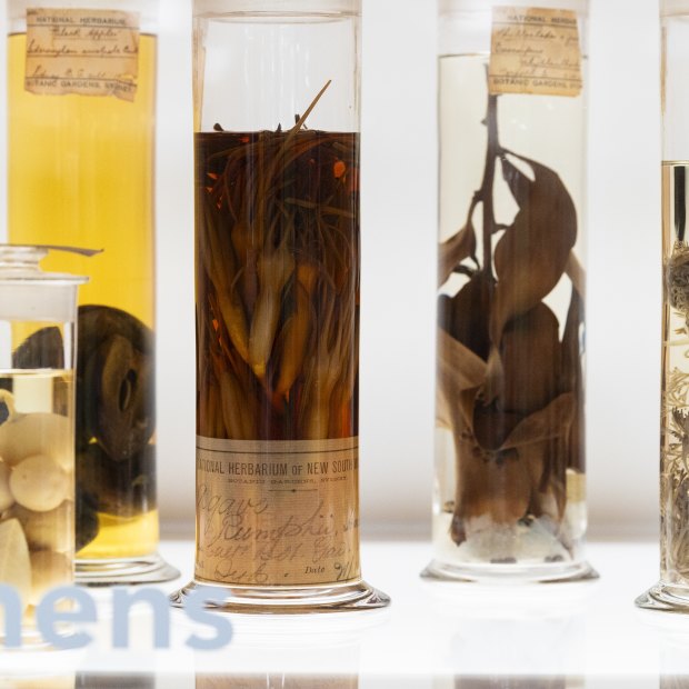 Display boxes in the Australian Botanic Garden Mount Annan Herbarium