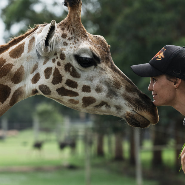 Mogo Wildlife Park zookeeper Sam Ion with Oni the giraffe. Ion was woken at 6am on New Year’s Eve by the news that the Currowan bushfire was heading for the zoo. “I knew I had to get there,” she says.