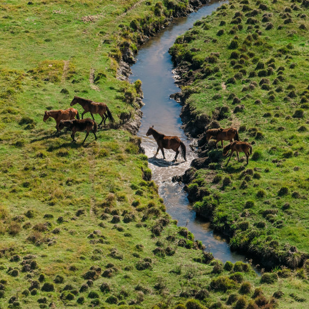 One of the many issues NSW Environment Minister Penny Sharpe will face is how to deal with the growing number of feral horses.